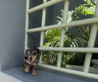 Dobby, a male Miniature Dachshund for sale in Oceanside, CA – 5 of 7