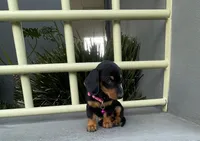 Romina, a female Miniature Dachshund for sale in Oceanside, CA – 2 of 5