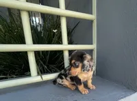 Catalina, a female Miniature Dachshund for sale in Oceanside, CA – 3 of 6