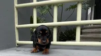 Gael, a male Miniature Dachshund for sale in Oceanside, CA – 2 of 4
