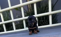 Buzz, a male Miniature Dachshund for sale in Oceanside, CA – 4 of 5