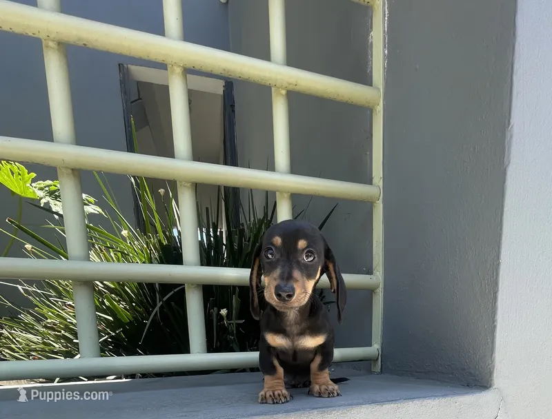 Sam – Miniature Dachshund puppy for sale in Oceanside, CA