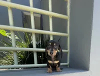 Sam, a male Miniature Dachshund for sale in Oceanside, CA – 1 of 4