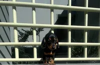 Oliver, a male Miniature Dachshund for sale in Oceanside, CA – 2 of 3