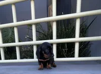 Buzz, a male Miniature Dachshund for sale in Oceanside, CA – 5 of 5