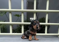Samuel, a male Miniature Dachshund for sale in Oceanside, CA – 2 of 5