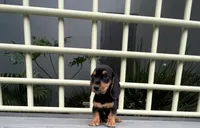 Ozzy, a male Miniature Dachshund for sale in Oceanside, CA – 5 of 6