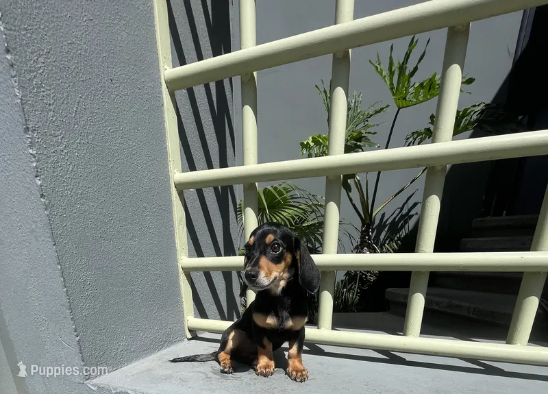 Karina – Miniature Dachshund puppy for sale in Oceanside, CA