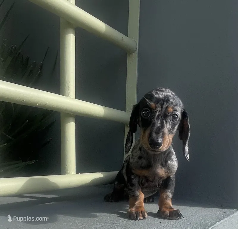 Manuel – Miniature Dachshund puppy for sale in Oceanside, CA