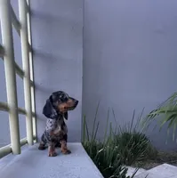 Teddy, a male Miniature Dachshund for sale in Oceanside, CA – 4 of 5