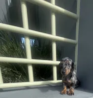 Manuel, a male Miniature Dachshund for sale in Oceanside, CA – 5 of 5