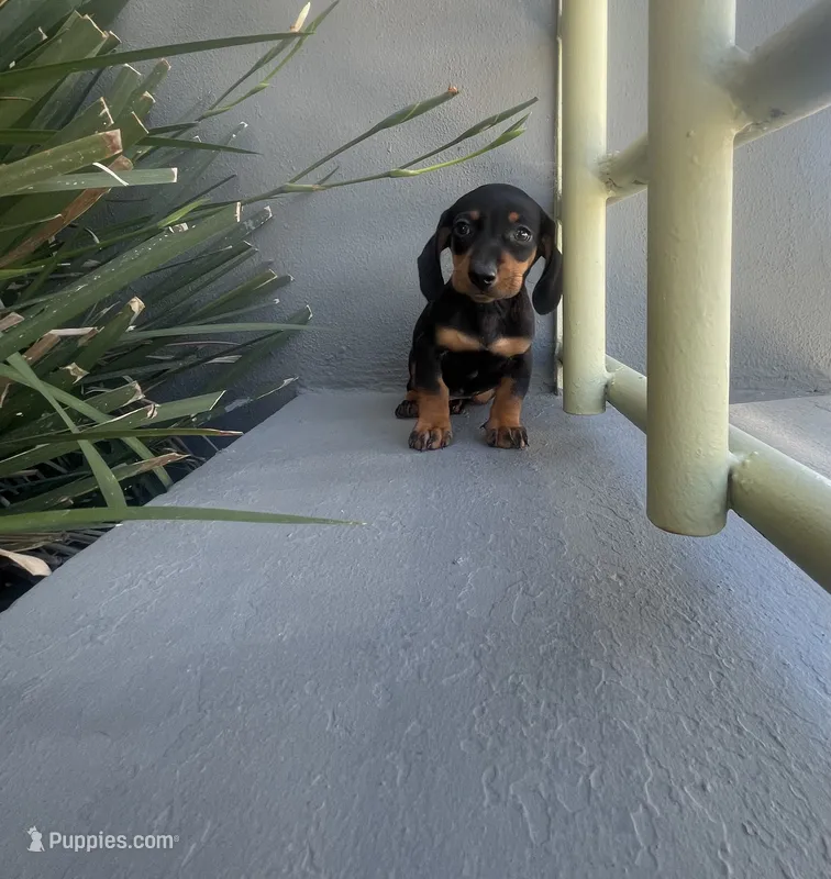 Max – Miniature Dachshund puppy for sale in Oceanside, CA