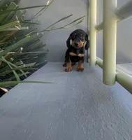 Max, a male Miniature Dachshund for sale in Oceanside, CA – 1 of 4