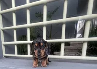 Archie, a male Miniature Dachshund for sale in Oceanside, CA – 6 of 6