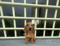 Canela, a female Miniature Dachshund for sale in Oceanside, CA – 2 of 4