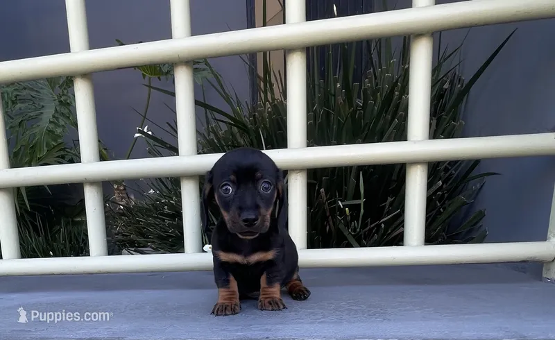 Buzz – Miniature Dachshund puppy for sale in Oceanside, CA