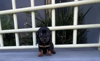 Buzz, a male Miniature Dachshund for sale in Oceanside, CA – 1 of 5