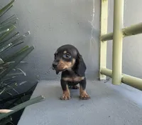 Woody, a male Miniature Dachshund for sale in Oceanside, CA – Photo 2 of 5