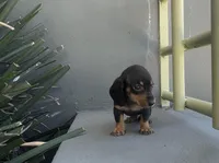 Woody, a male Miniature Dachshund for sale in Oceanside, CA – Photo 4 of 5