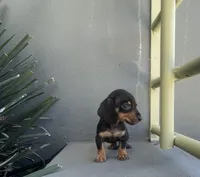 Woody, a male Miniature Dachshund for sale in Oceanside, CA – Photo 5 of 5