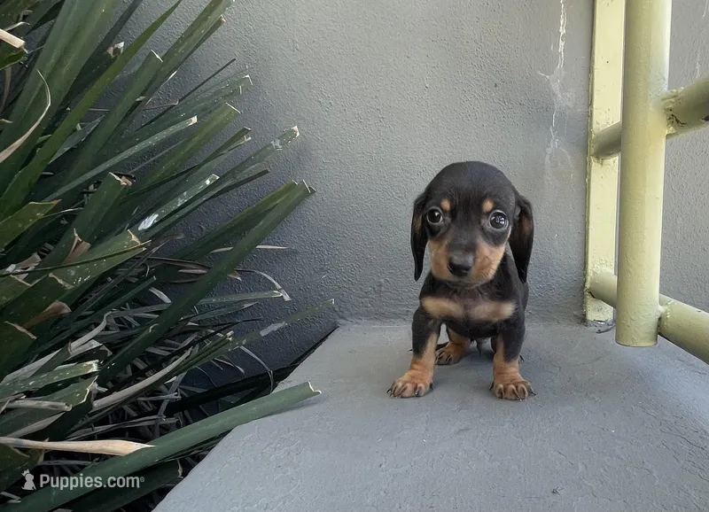 Woody – Miniature Dachshund puppy for sale in Oceanside, CA