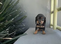 Woody, a male Miniature Dachshund for sale in Oceanside, CA – Photo 1 of 5