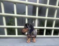 Archie, a male Miniature Dachshund for sale in Oceanside, CA – 4 of 6