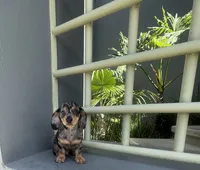 Dobby, a male Miniature Dachshund for sale in Oceanside, CA – 4 of 7