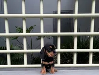 Ozzy, a male Miniature Dachshund for sale in Oceanside, CA – 4 of 6