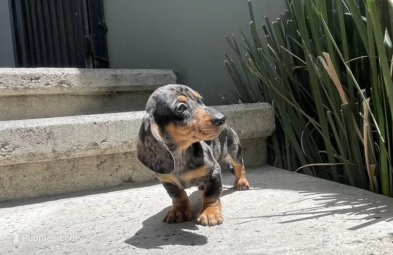 Bruno, a male Miniature Dachshund for sale in Oceanside, CA – 1 of 5