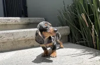 Bruno, a male Miniature Dachshund for sale in Oceanside, CA – 1 of 5