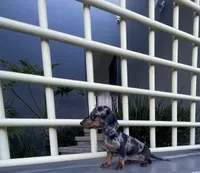 Teddy, a male Miniature Dachshund for sale in Oceanside, CA – 3 of 5