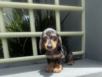Bruno, a male Miniature Dachshund for sale in Oceanside, CA – 2 of 5