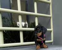 Romina, a female Miniature Dachshund for sale in Oceanside, CA – 5 of 5