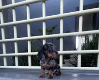 Teddy, a male Miniature Dachshund for sale in Oceanside, CA – 2 of 5