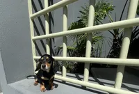 Karina, a female Miniature Dachshund for sale in Oceanside, CA – 2 of 4