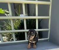 Sam, a male Miniature Dachshund for sale in Oceanside, CA – 2 of 4