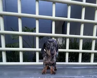 Teddy, a male Miniature Dachshund for sale in Oceanside, CA – 5 of 5