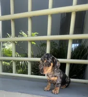 Willy, a male Miniature Dachshund for sale in Oceanside, CA – 3 of 5