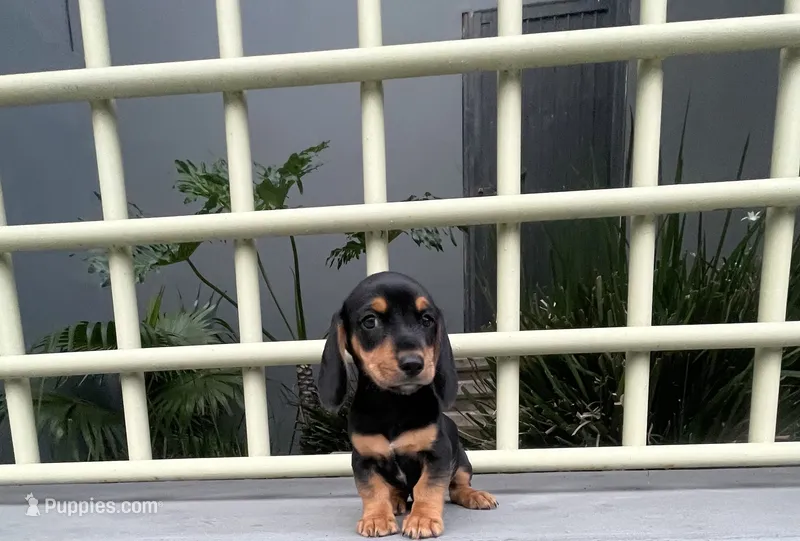 Ozzy – Miniature Dachshund puppy for sale in Oceanside, CA