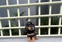 Ozzy, a male Miniature Dachshund for sale in Oceanside, CA – 1 of 6