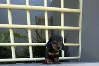 Muffin, a male Miniature Dachshund for sale in Oceanside, CA – 2 of 5