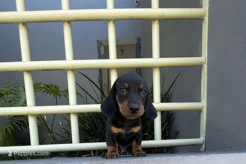 Muffin – Miniature Dachshund puppy for sale in Oceanside, CA