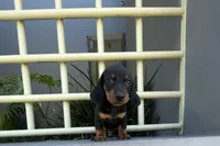 Muffin, a male Miniature Dachshund for sale in Oceanside, CA – 1 of 5