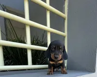 Muffin, a male Miniature Dachshund for sale in Oceanside, CA – 5 of 5