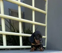 Muffin, a male Miniature Dachshund for sale in Oceanside, CA – 3 of 5