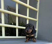 Muffin, a male Miniature Dachshund for sale in Oceanside, CA – 4 of 5