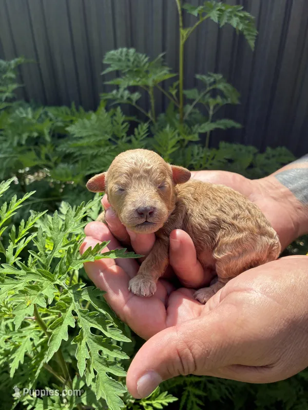 Toypoodle  – Poodle - Toy  puppy for sale in Fort Myers Shores, FL