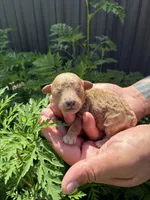 Toypoodle , a male Poodle - Toy  for sale in Fort Myers Shores, FL – Photo 1 of 2