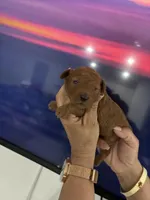 Toypoodle , a male Poodle - Toy  for sale in Fort Myers Shores, FL – Photo 2 of 2